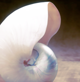 nautilus1